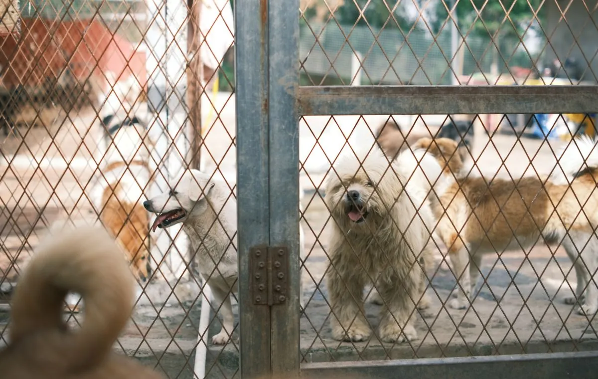 Animal Charities & Rescue Centres